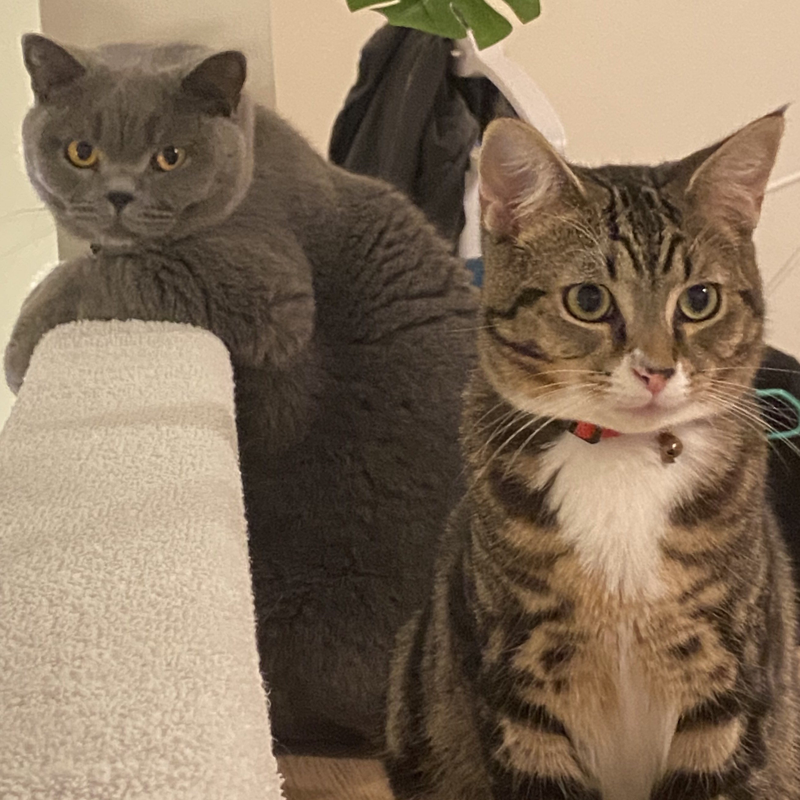 A picture of my cats.